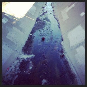 Wilson's long lost cousin resting on her way to the sea