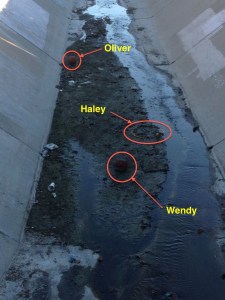 The Three Trashketeers